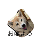 柴犬ハルと茶猫アバその2（個別スタンプ：4）