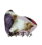 柴犬ハルと茶猫アバその2（個別スタンプ：5）