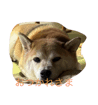柴犬ハルと茶猫アバその2（個別スタンプ：6）
