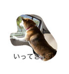 柴犬ハルと茶猫アバその2（個別スタンプ：7）