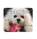 CREA(トイプー)の愛犬スタンプ 12（個別スタンプ：5）