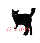 愛猫 ジジ マル キム（個別スタンプ：2）