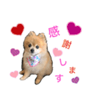 愛犬りんたんと愛鳥ピーちゃんの日常生活（個別スタンプ：1）