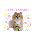 愛犬りんたんと愛鳥ピーちゃんの日常生活（個別スタンプ：2）