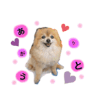 愛犬りんたんと愛鳥ピーちゃんの日常生活（個別スタンプ：4）