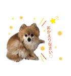 愛犬りんたんと愛鳥ピーちゃんの日常生活（個別スタンプ：5）