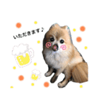 愛犬りんたんと愛鳥ピーちゃんの日常生活（個別スタンプ：6）