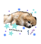 愛犬りんたんと愛鳥ピーちゃんの日常生活（個別スタンプ：7）