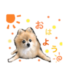 愛犬りんたんと愛鳥ピーちゃんの日常生活（個別スタンプ：8）