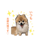 愛犬りんたんと愛鳥ピーちゃんの日常生活（個別スタンプ：9）