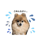 愛犬りんたんと愛鳥ピーちゃんの日常生活（個別スタンプ：10）