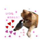 愛犬りんたんと愛鳥ピーちゃんの日常生活（個別スタンプ：11）