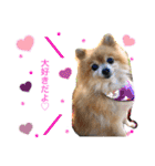 愛犬りんたんと愛鳥ピーちゃんの日常生活（個別スタンプ：12）