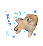愛犬りんたんと愛鳥ピーちゃんの日常生活（個別スタンプ：13）