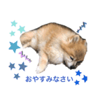 愛犬りんたんと愛鳥ピーちゃんの日常生活（個別スタンプ：16）