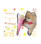愛犬りんたんと愛鳥ピーちゃんの日常生活（個別スタンプ：17）