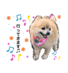 愛犬りんたんと愛鳥ピーちゃんの日常生活（個別スタンプ：19）