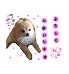 愛犬りんたんと愛鳥ピーちゃんの日常生活（個別スタンプ：20）