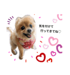愛犬りんたんと愛鳥ピーちゃんの日常生活（個別スタンプ：21）