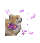 愛犬りんたんと愛鳥ピーちゃんの日常生活（個別スタンプ：23）
