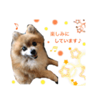 愛犬りんたんと愛鳥ピーちゃんの日常生活（個別スタンプ：24）