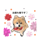 愛犬りんたんと愛鳥ピーちゃんの日常生活（個別スタンプ：25）