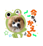 愛犬りんたんと愛鳥ピーちゃんの日常生活（個別スタンプ：26）