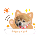 愛犬りんたんと愛鳥ピーちゃんの日常生活（個別スタンプ：27）