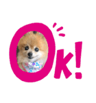 愛犬りんたんと愛鳥ピーちゃんの日常生活（個別スタンプ：30）