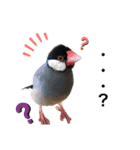 愛犬りんたんと愛鳥ピーちゃんの日常生活（個別スタンプ：34）