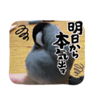 愛犬りんたんと愛鳥ピーちゃんの日常生活（個別スタンプ：40）