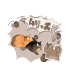 らとびじうぃんたー（個別スタンプ：4）