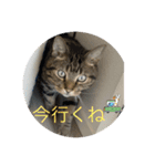 愛猫！普段使いしやすい（個別スタンプ：1）