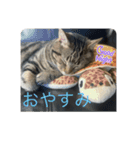 愛猫！普段使いしやすい（個別スタンプ：3）