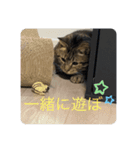 愛猫！普段使いしやすい（個別スタンプ：4）