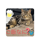 愛猫！普段使いしやすい（個別スタンプ：6）