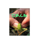 愉快な生き物達！3（個別スタンプ：6）