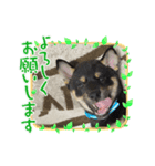黒柴櫻子（個別スタンプ：4）