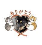 黒柴櫻子（個別スタンプ：5）