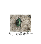 ムッシュ昆虫（個別スタンプ：3）