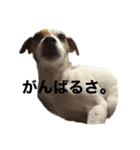 pippiの一言2（個別スタンプ：10）
