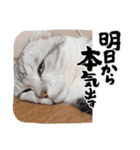 ここ＆おもち＆あんこ（個別スタンプ：12）
