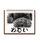 ここ＆おもち＆あんこ（個別スタンプ：21）
