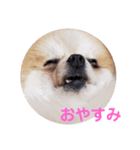 ポメの七変化（個別スタンプ：1）