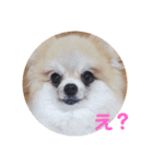 ポメの七変化（個別スタンプ：3）