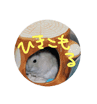 ぺんたんハムハム（個別スタンプ：4）