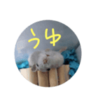 ぺんたんハムハム（個別スタンプ：8）
