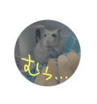 ぺんたんハムハム（個別スタンプ：16）