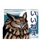 ミミズクとコノハズク（個別スタンプ：2）