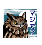 ミミズクとコノハズク（個別スタンプ：5）